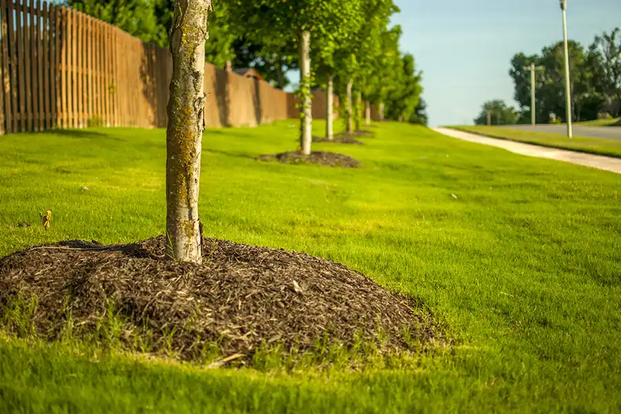 How To Mulch Around Trees in Roxboro, NC How To Mulch Around Trees in Roxboro, NC